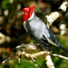 Red Crested Kardinal Kauai