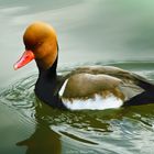 Red-crested Pochard