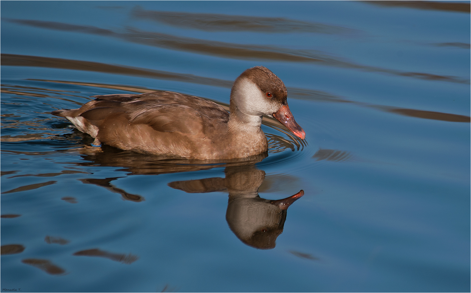 Red-crested pochard