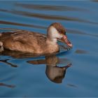 Red-crested pochard