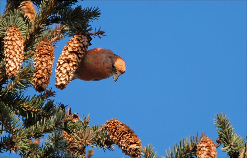 Red crossbill