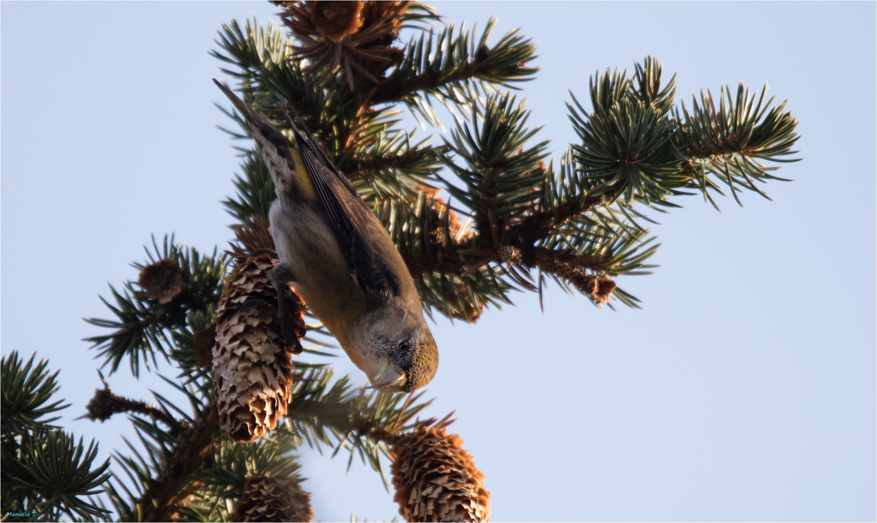 Red crossbill female