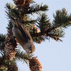 Red crossbill female