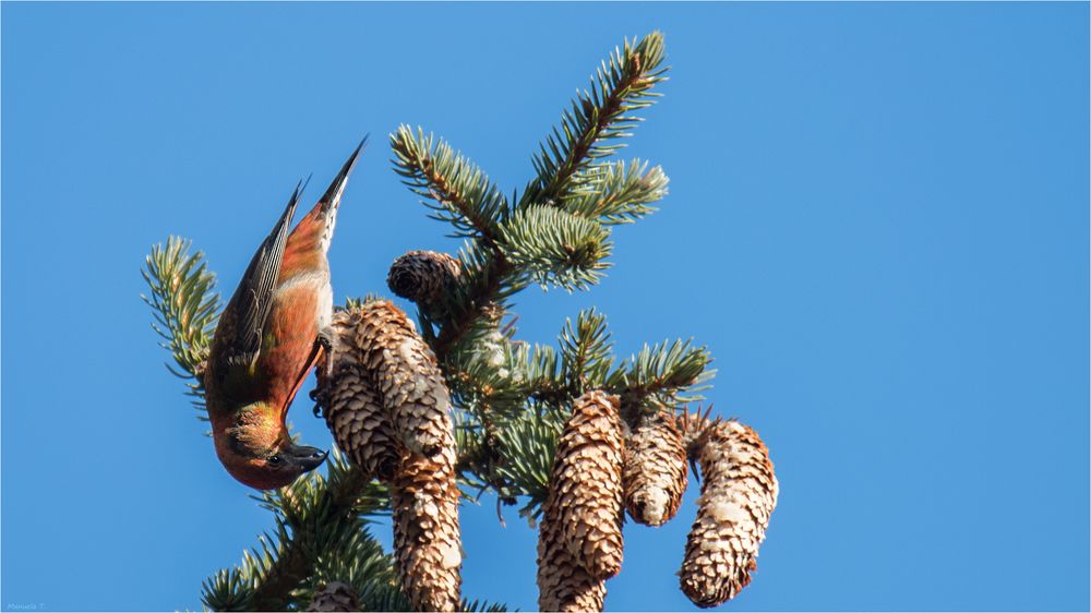 red crossbill male