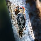 Red-Crowned Woodpecker
