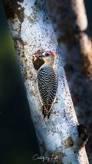 Red-Crowned Woodpecker