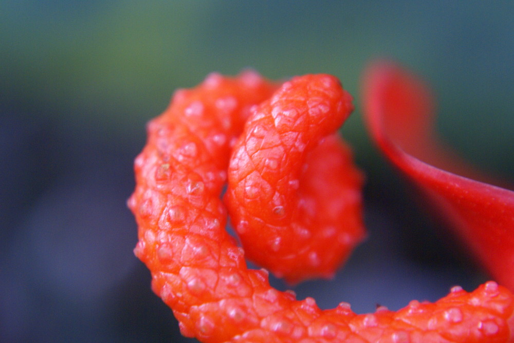 Red Curl