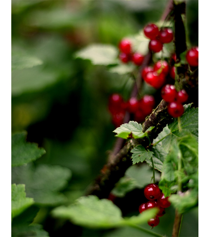 red currant