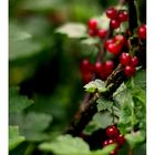 red currant