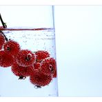 [red currant]