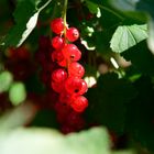 Red currant