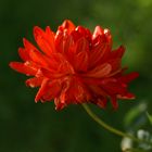 Red Dahlia