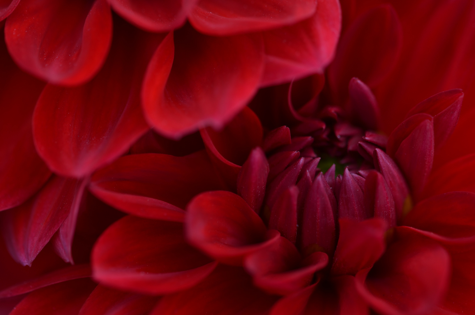 Red Dahlia