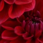 Red Dahlia