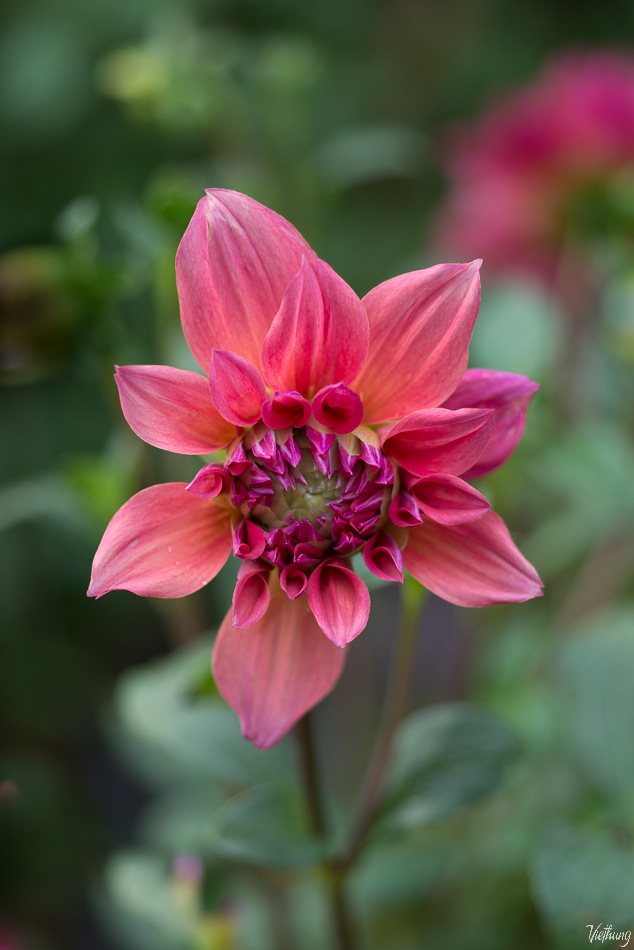 Red dahlia