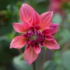 Red dahlia