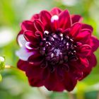 Red Dahlia