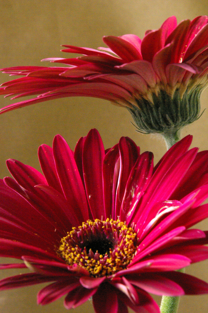 Red daisy with yellow centre