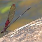 Red Damselfly