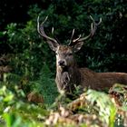 Red deer