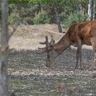 Red deer