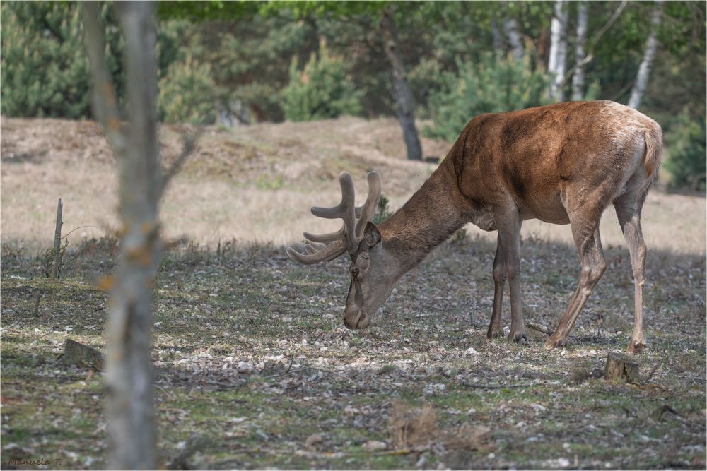 Red deer