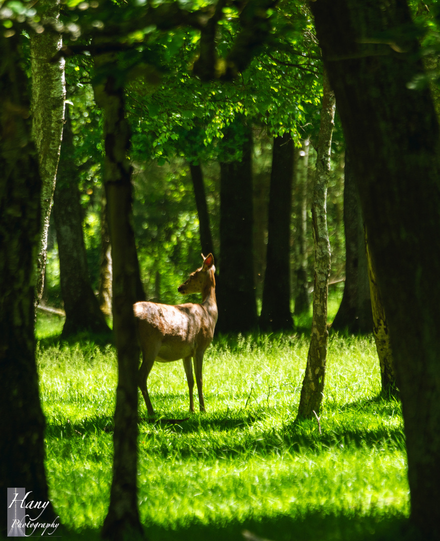 Red deer