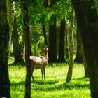 Red deer