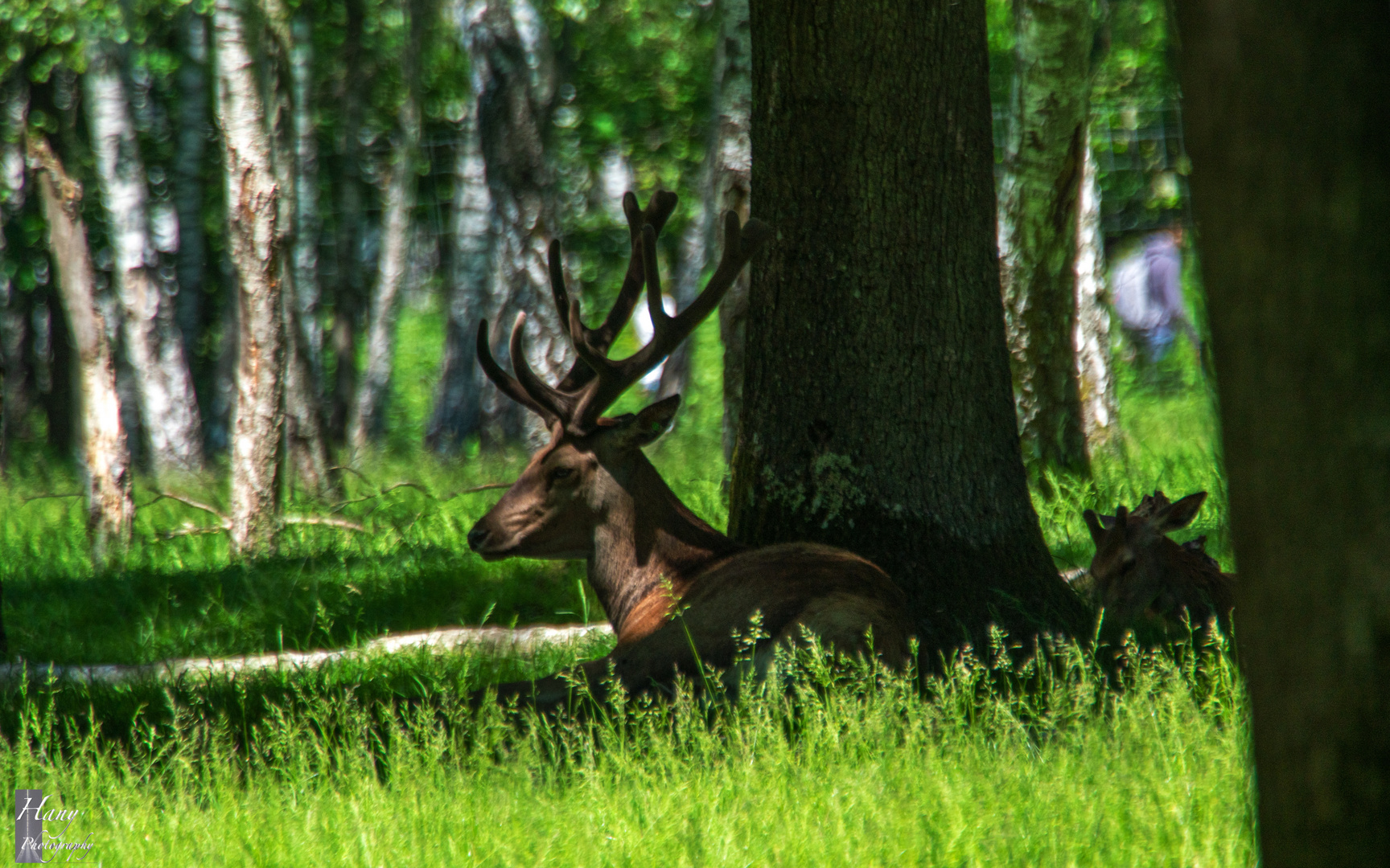 Red deer