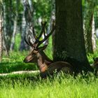 Red deer