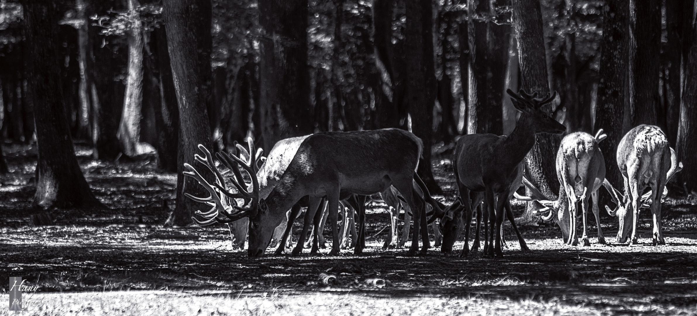 Red deer