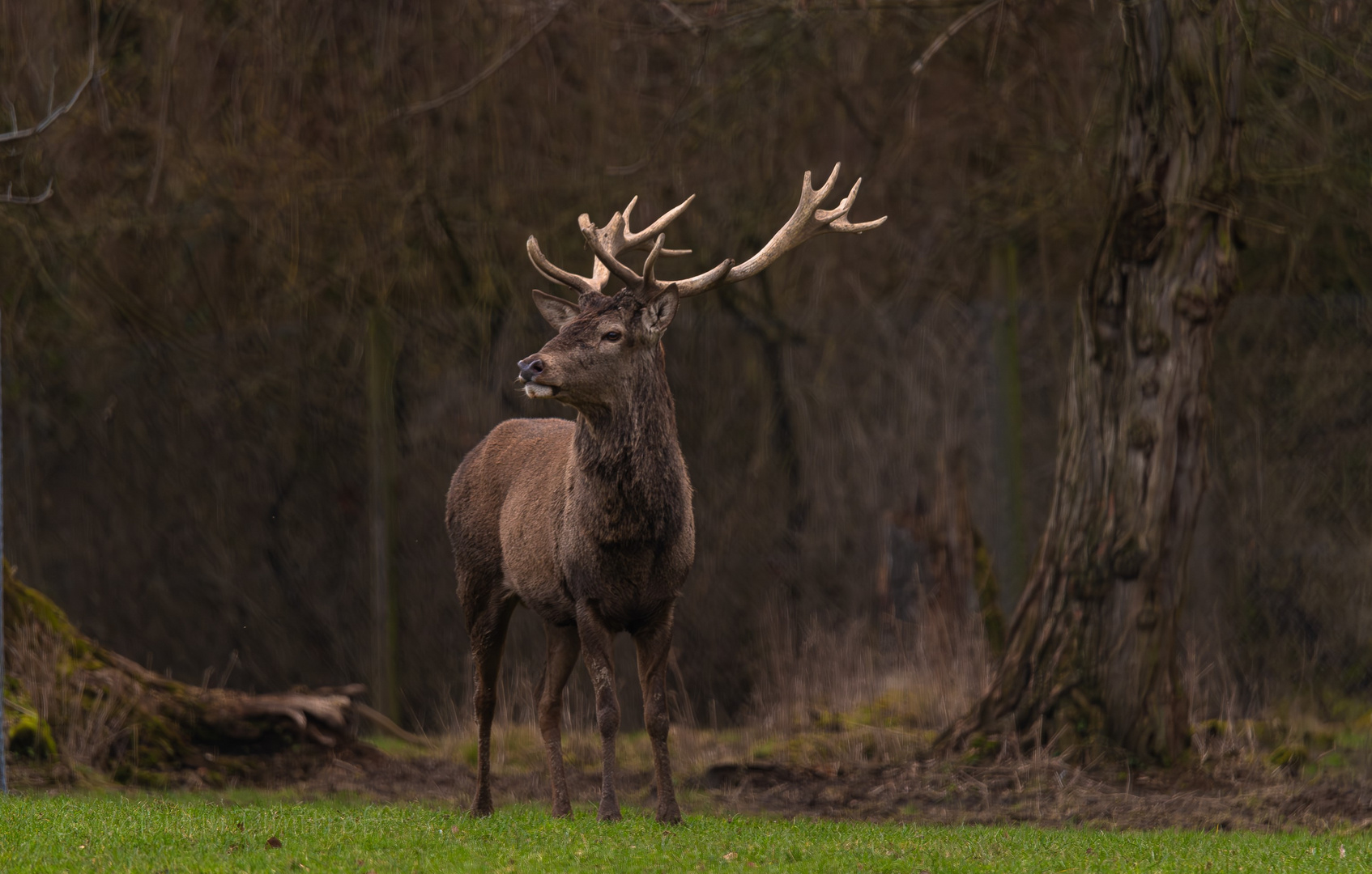 Red deer