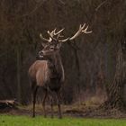 Red deer