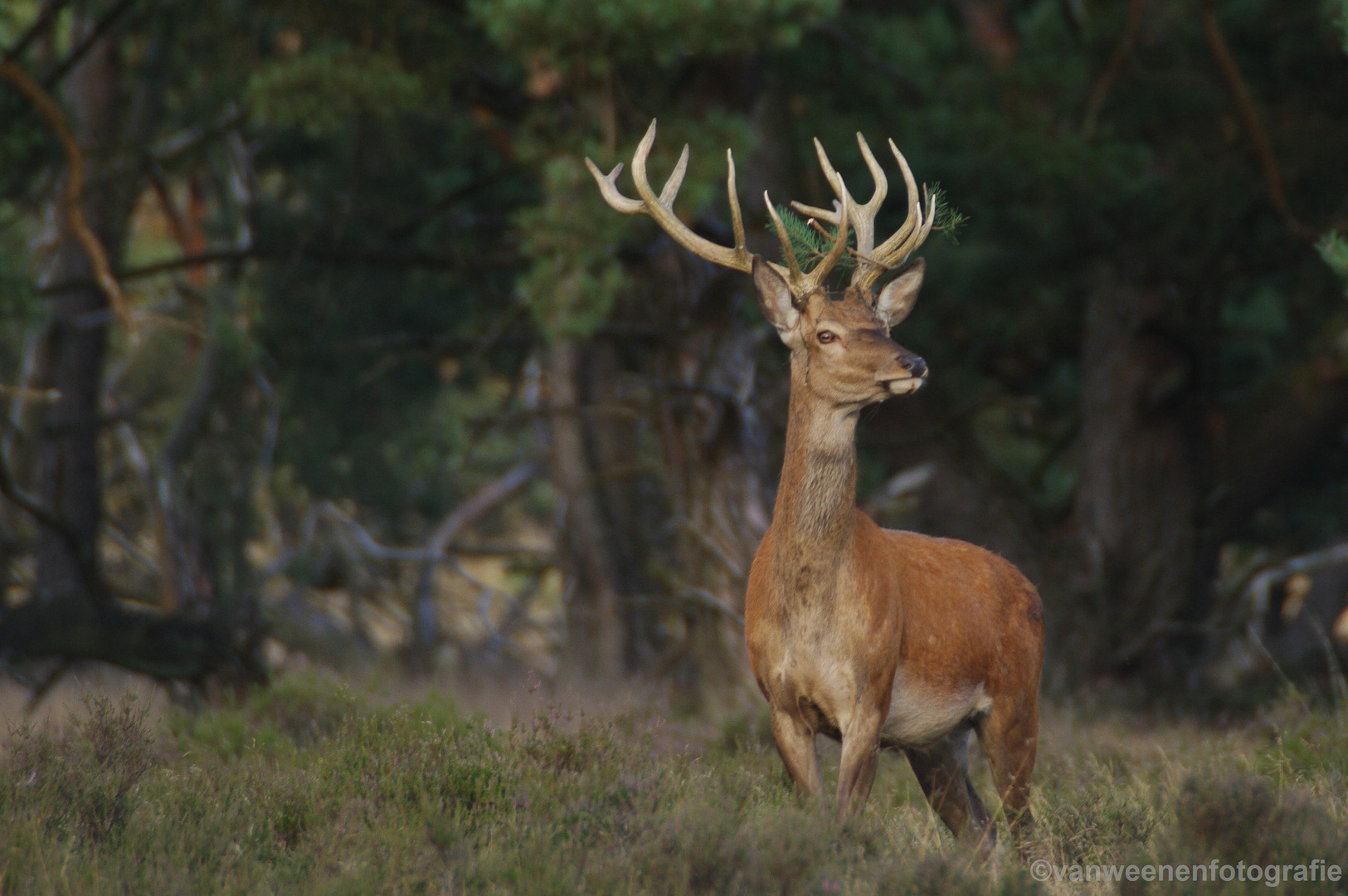 Red deer