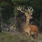 Red deer