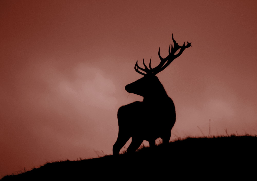 red deer