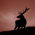 red deer