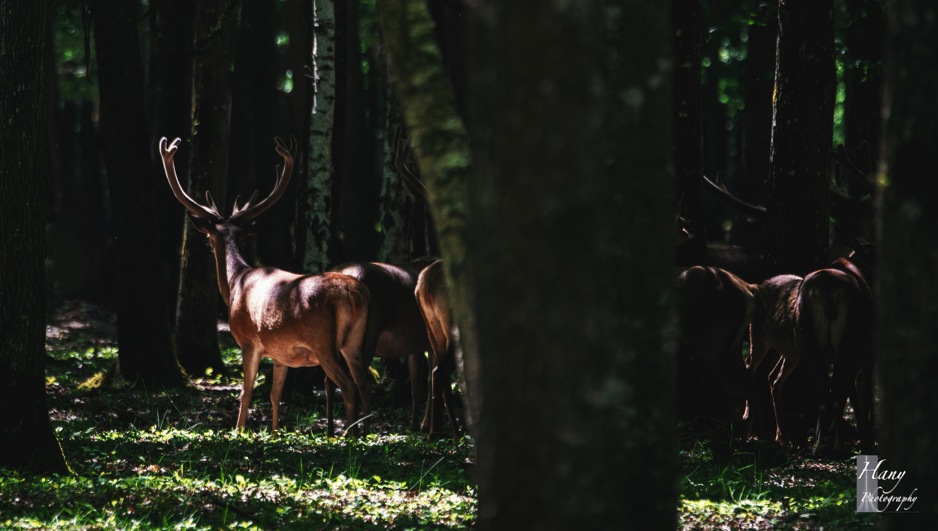 Red deer