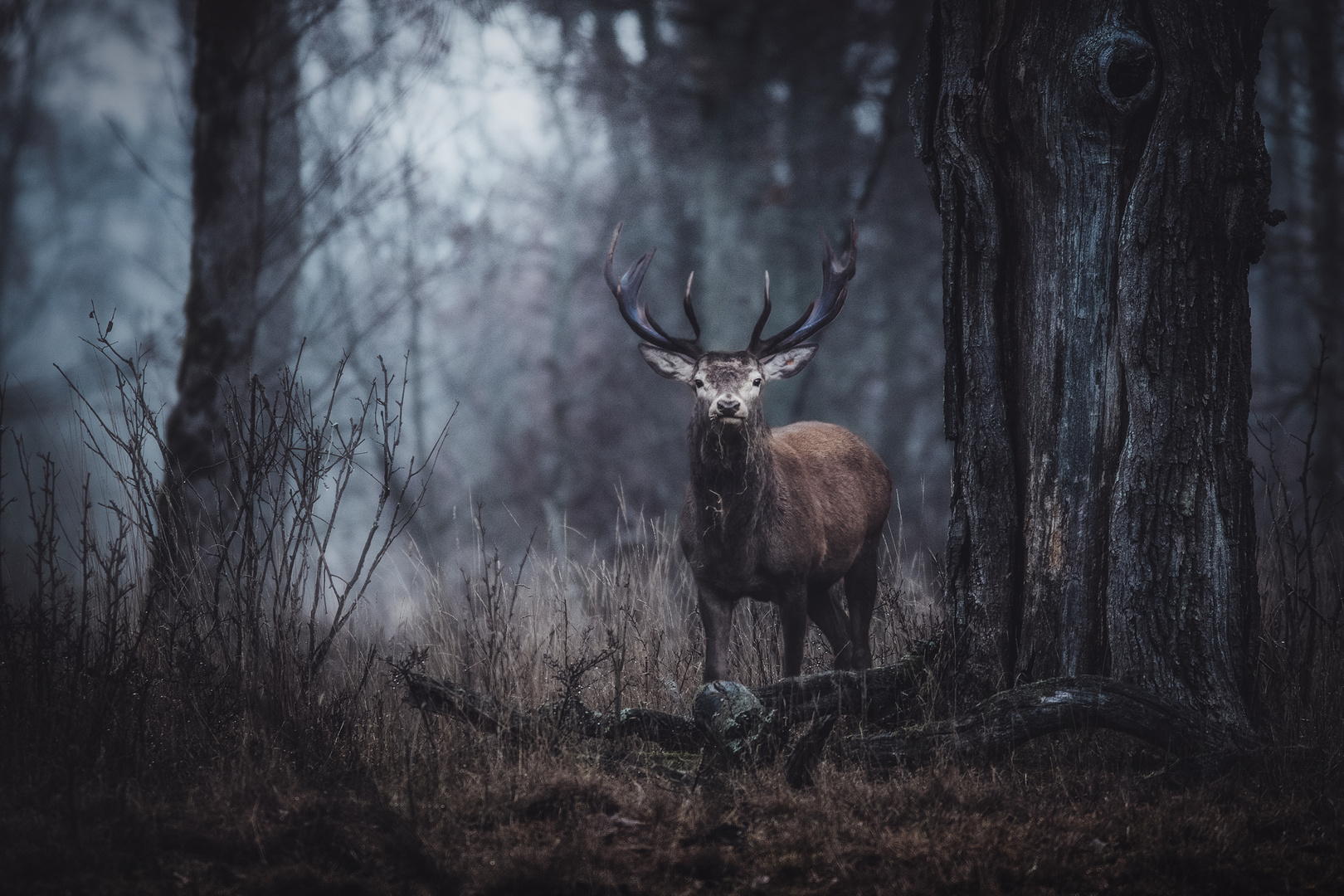 Red deer