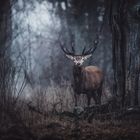 Red deer