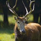 red deer