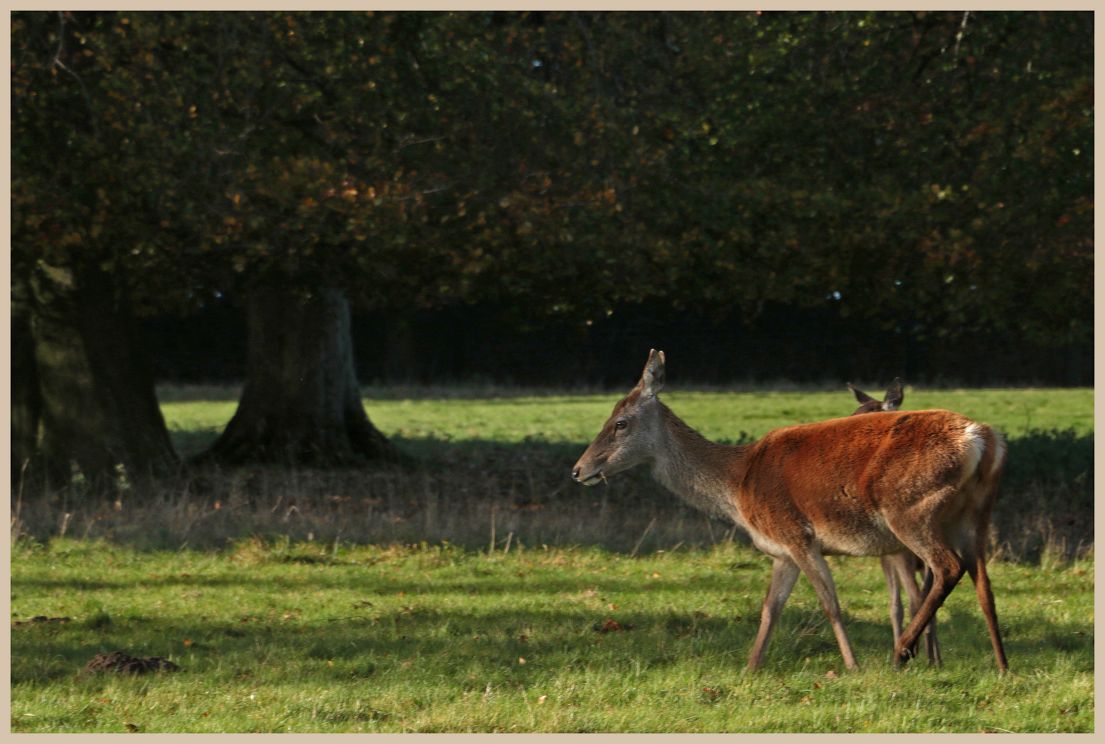 red deer at studley royal