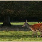 red deer at studley royal