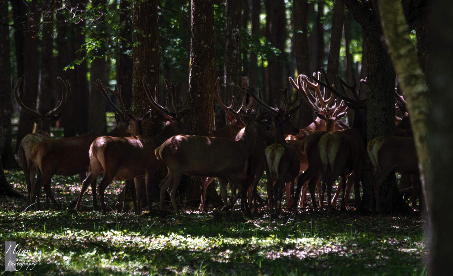 Red deer