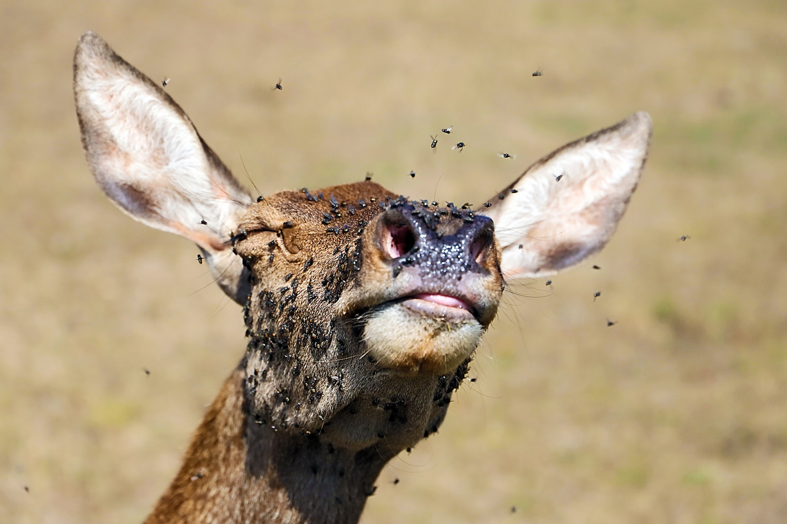 Red Deer