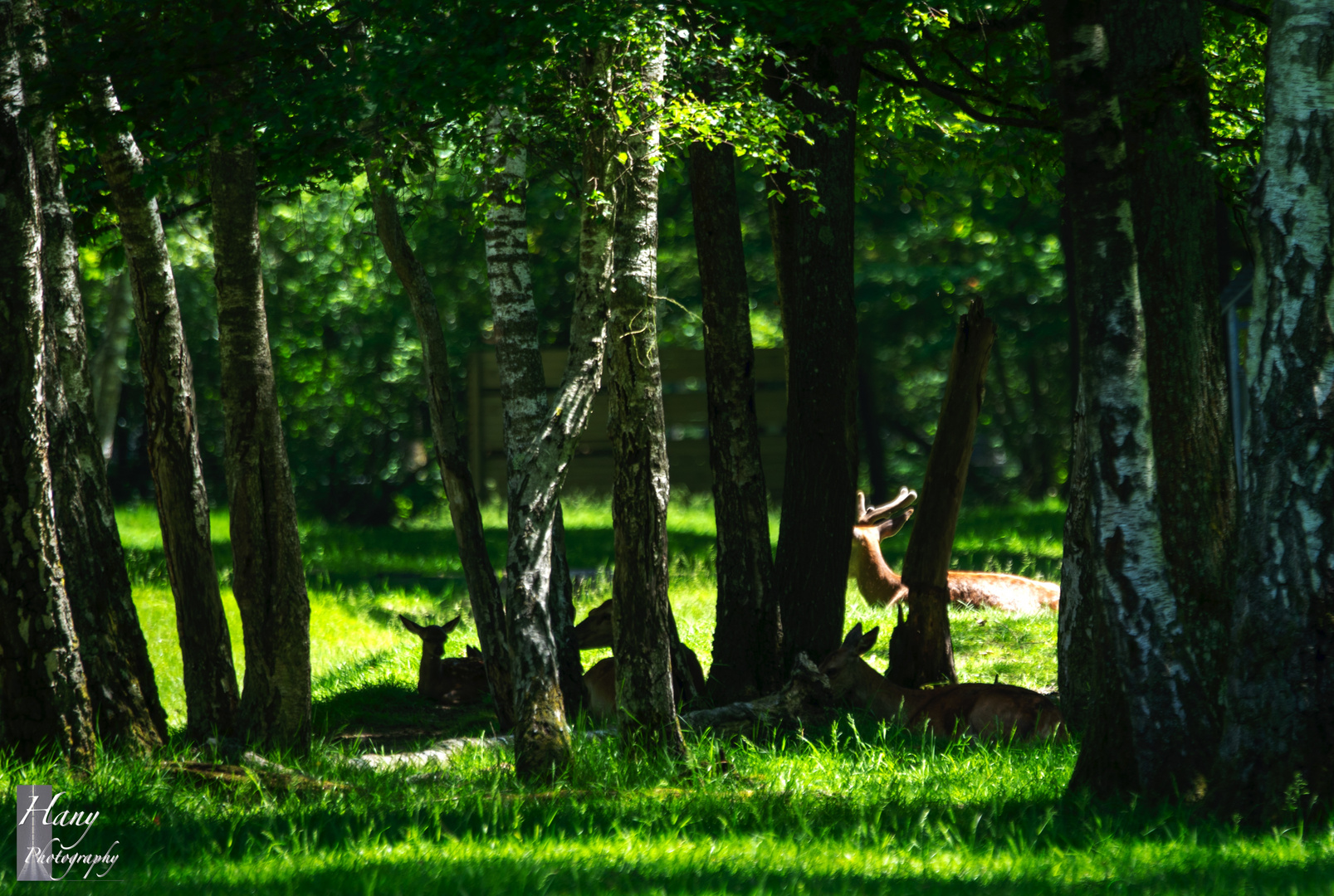 Red deer