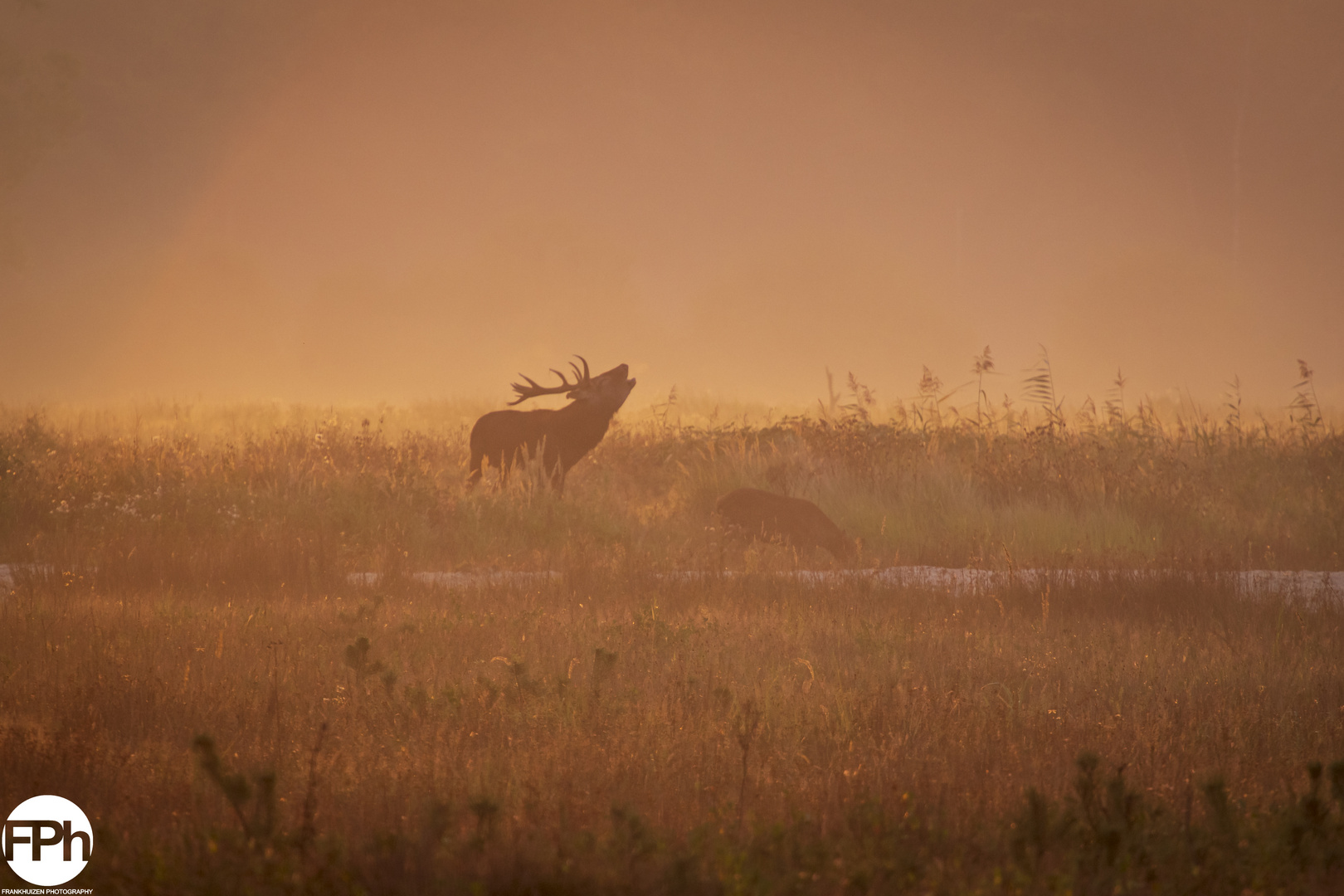 Red deer burling