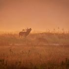 Red deer burling