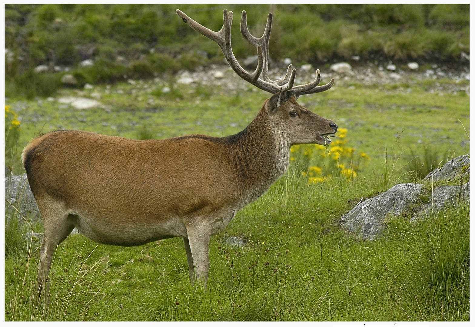 red deer