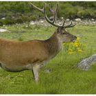 red deer